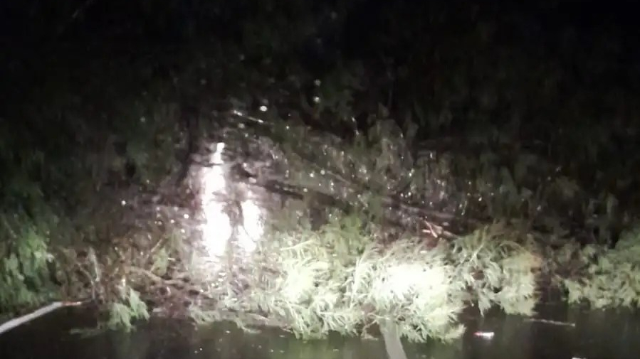 Unha árbore caída cortou o tráfico da PO-214 en San Xurxo de Vea