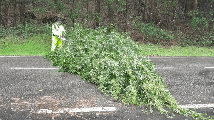 Varias árbores caídas cortan a PO-841 e a PO-214