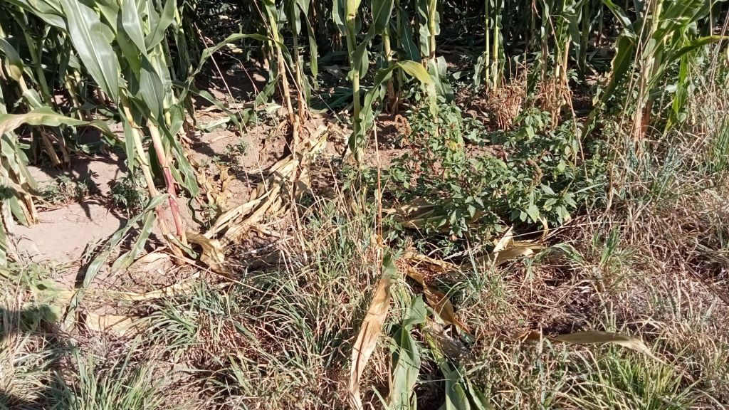 O xabaril causa estragos en&nbsp;Ouzande