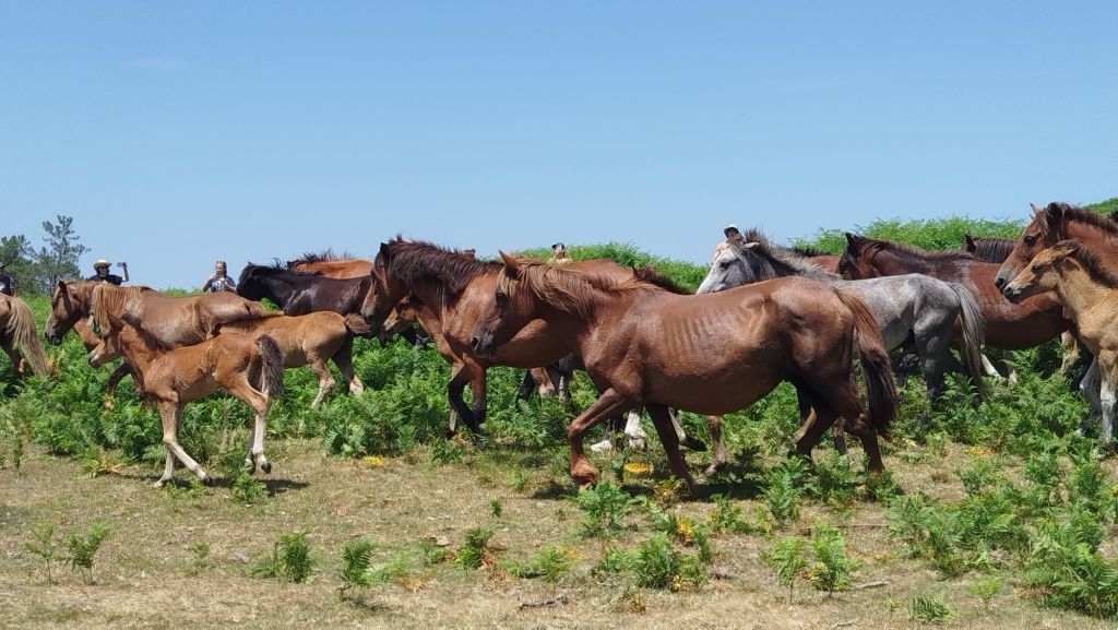 300 bestas para os&nbsp;aloitadores