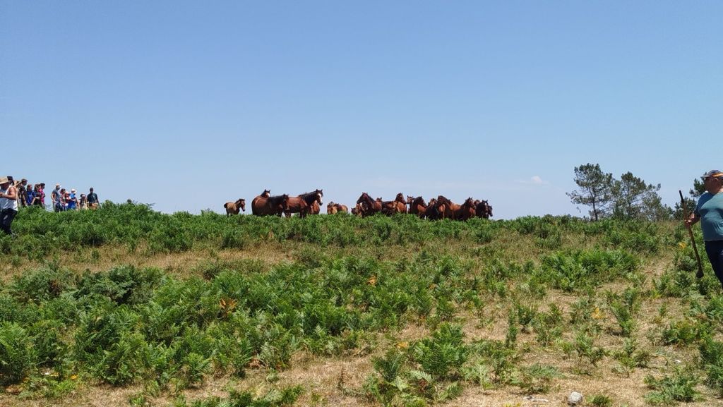 Tres novos proxectos eólicos afectarán aos montes das&nbsp;bestas