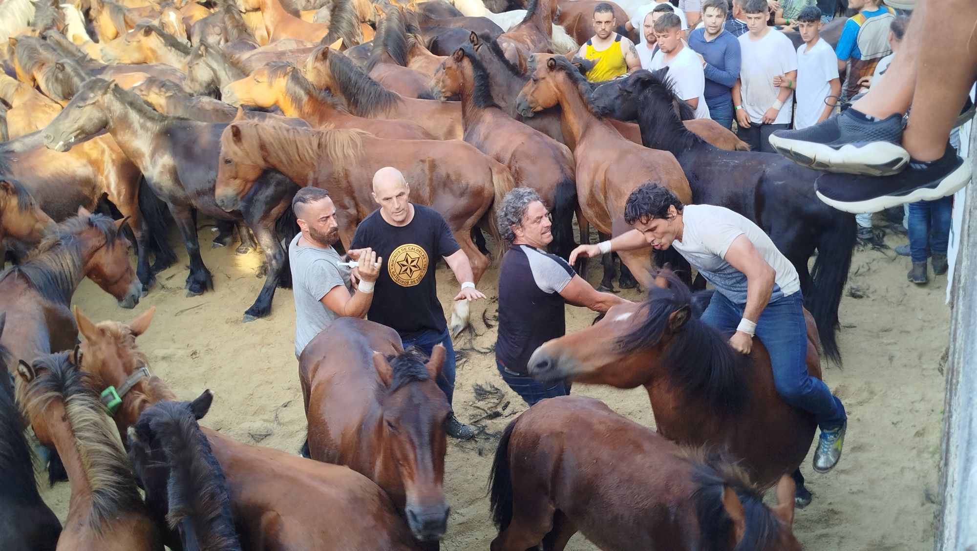 GALERÍA | ‘Quixote’ foi o primeiro cabalo aloitado da Rapa