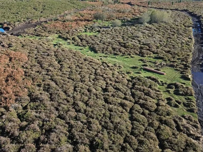 Denuncian a destrución de hábitats naturais prioritarios en Souto e&nbsp;Codeseda