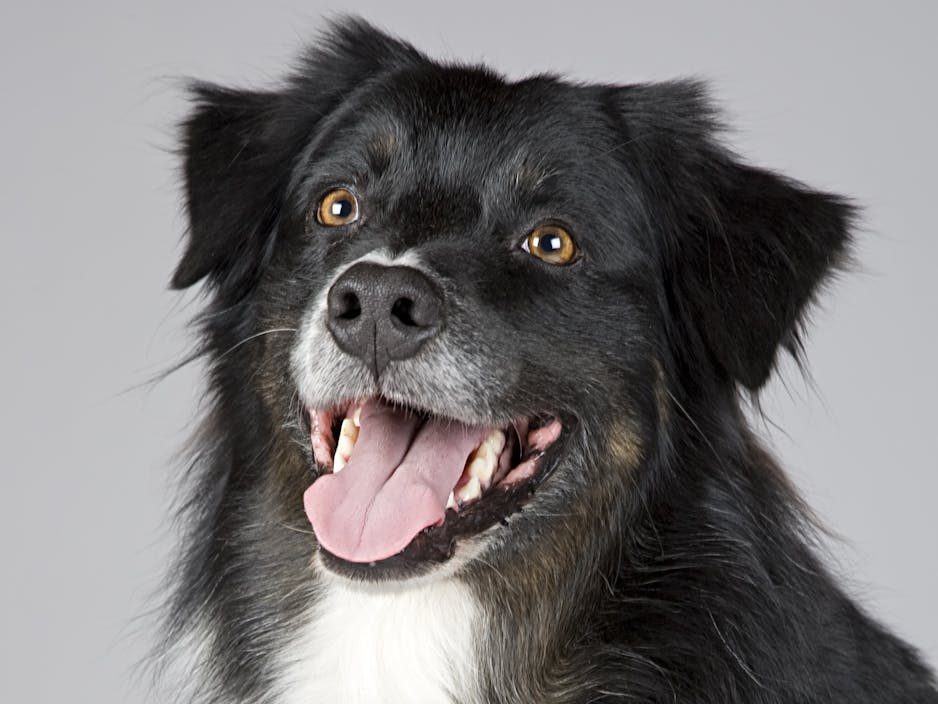 Queixas pola falta de espazos municipais que recollan cans de xeito&nbsp;temporal