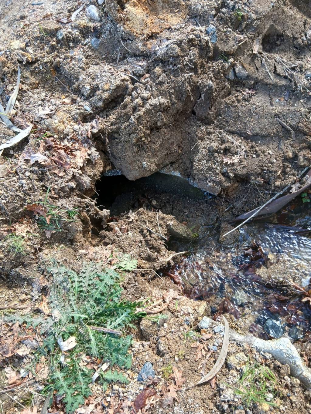 Madeireiros causan danos en Santo André de&nbsp;Vea